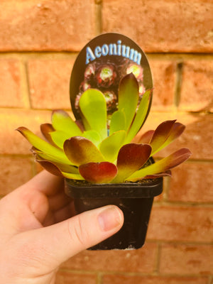 Aeonium aboreum var. atropurpureum f. Velour