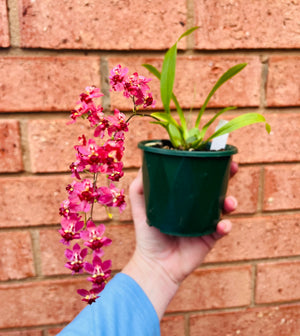 Oncidium - Twinkle (Red)