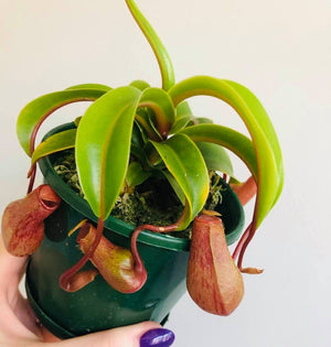 Nepenthes ‘Ventricosa’ - Pitcher Plant