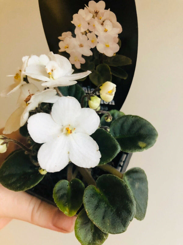 African Violet - Ballet Snow Cone - My Jungle Shack