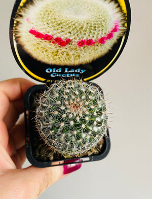 Mammillaria hahniana 'Old Lady Cactus'