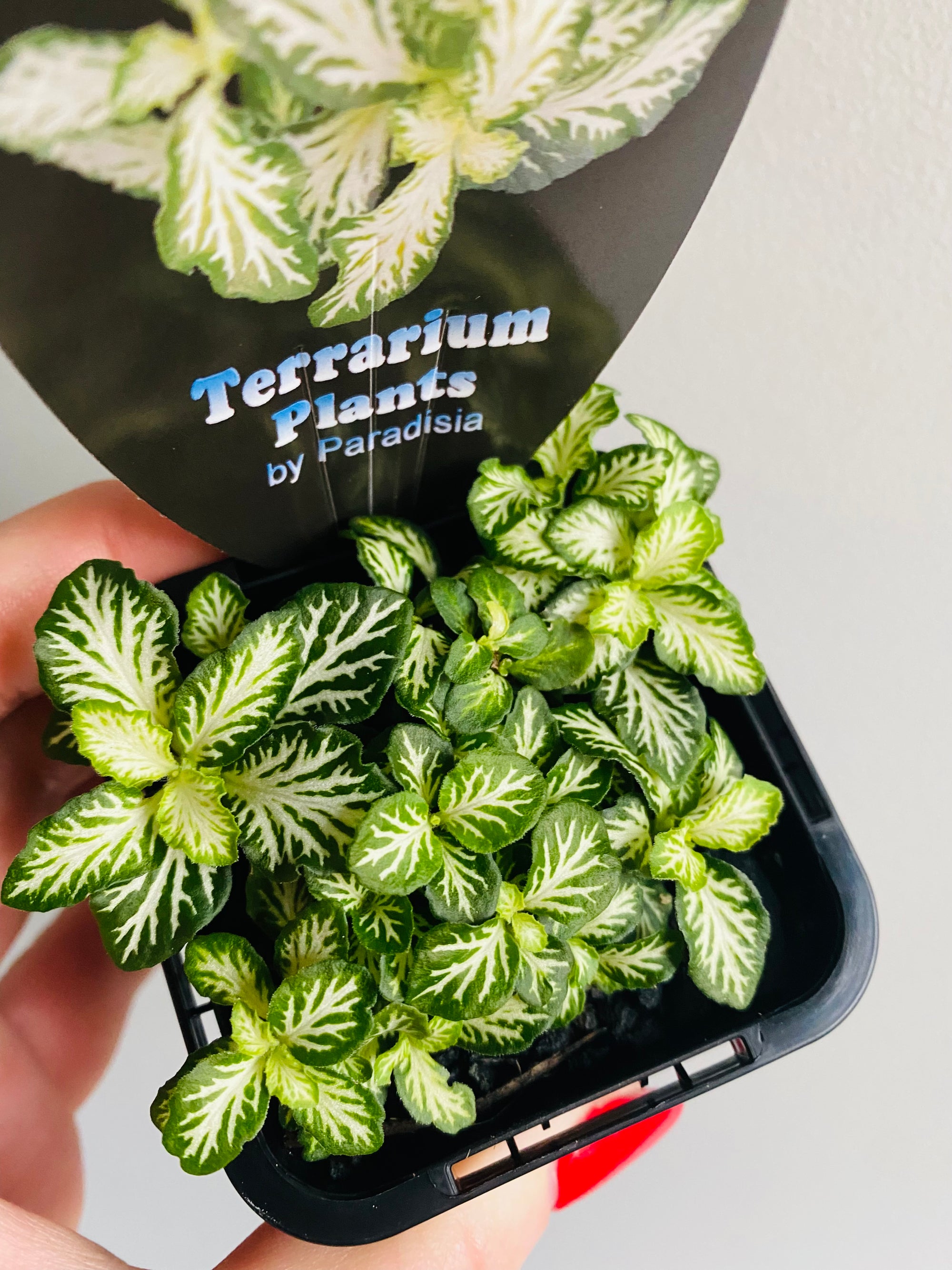 Fittonia - White Tabby