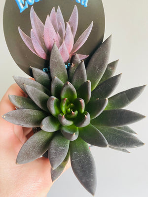 Echeveria affinis 'Black Form'