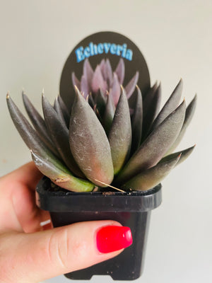 Echeveria affinis 'Black Form'