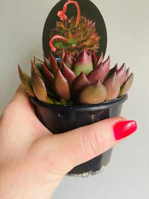 Echeveria agavoides cv 'Benimusme'