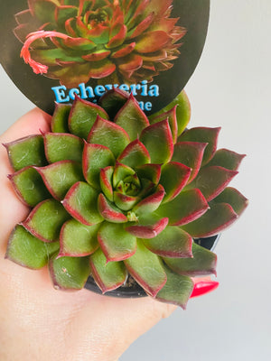 Echeveria agavoides cv 'Benimusme'