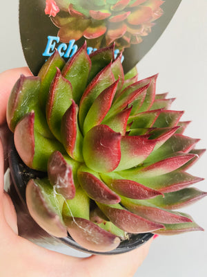 Echeveria agavoides cv 'Benimusme'