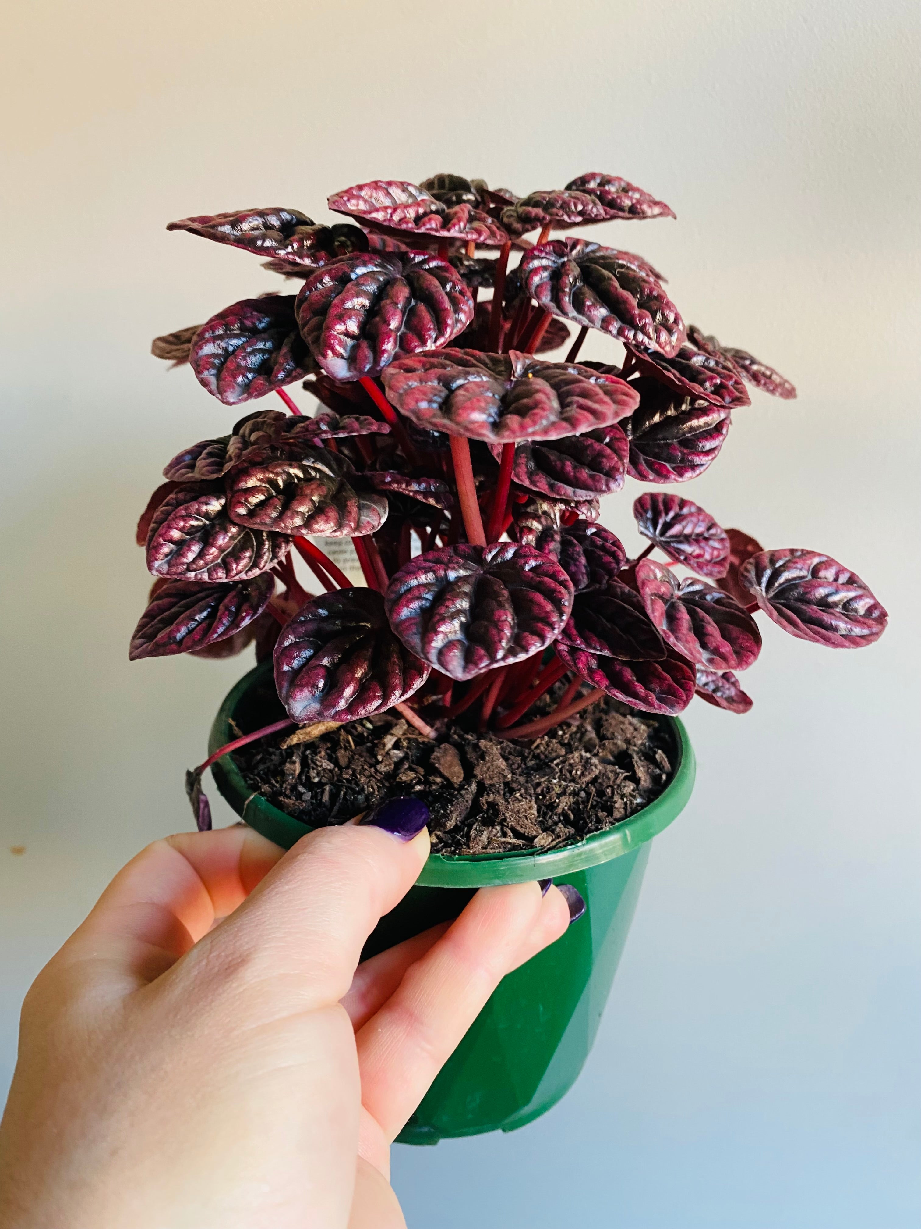 Peperomia caperata - Schumi Red - My Jungle Shack