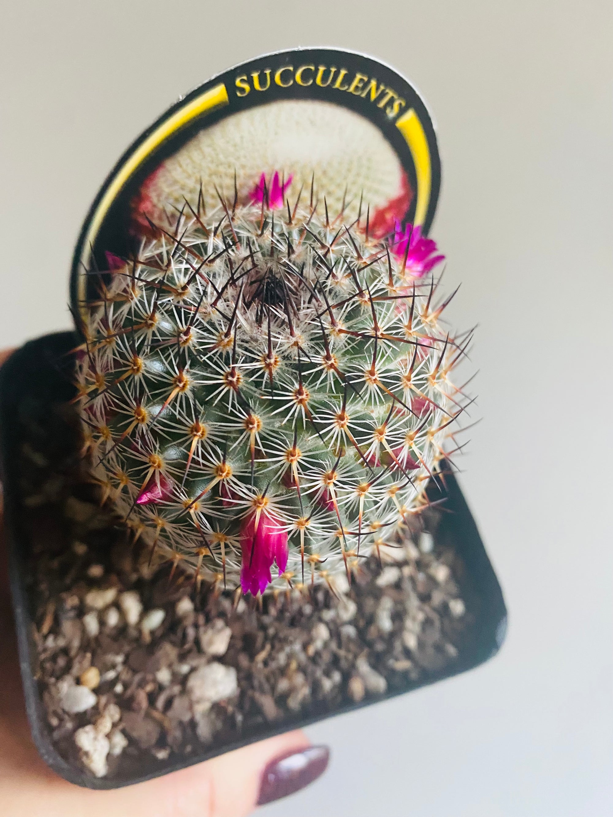 Mammillaria elegans