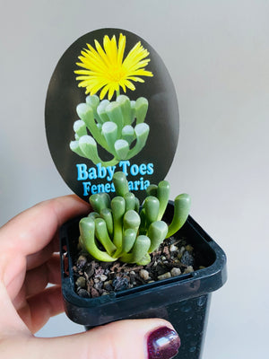 Fenestraria rhopalophylla subsp. aurantiaca - Baby Toes