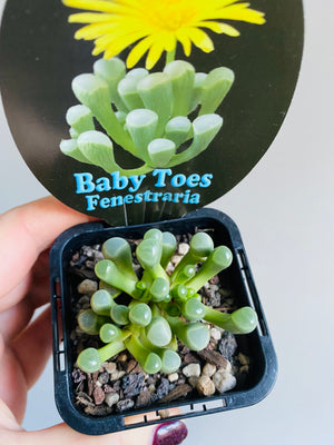 Fenestraria rhopalophylla subsp. aurantiaca - Baby Toes