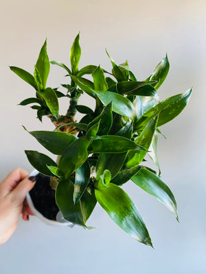 Dracaena cv. Lotus Bamboo