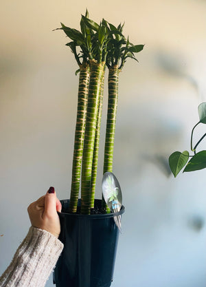 Dracaena cv. Lotus Bamboo