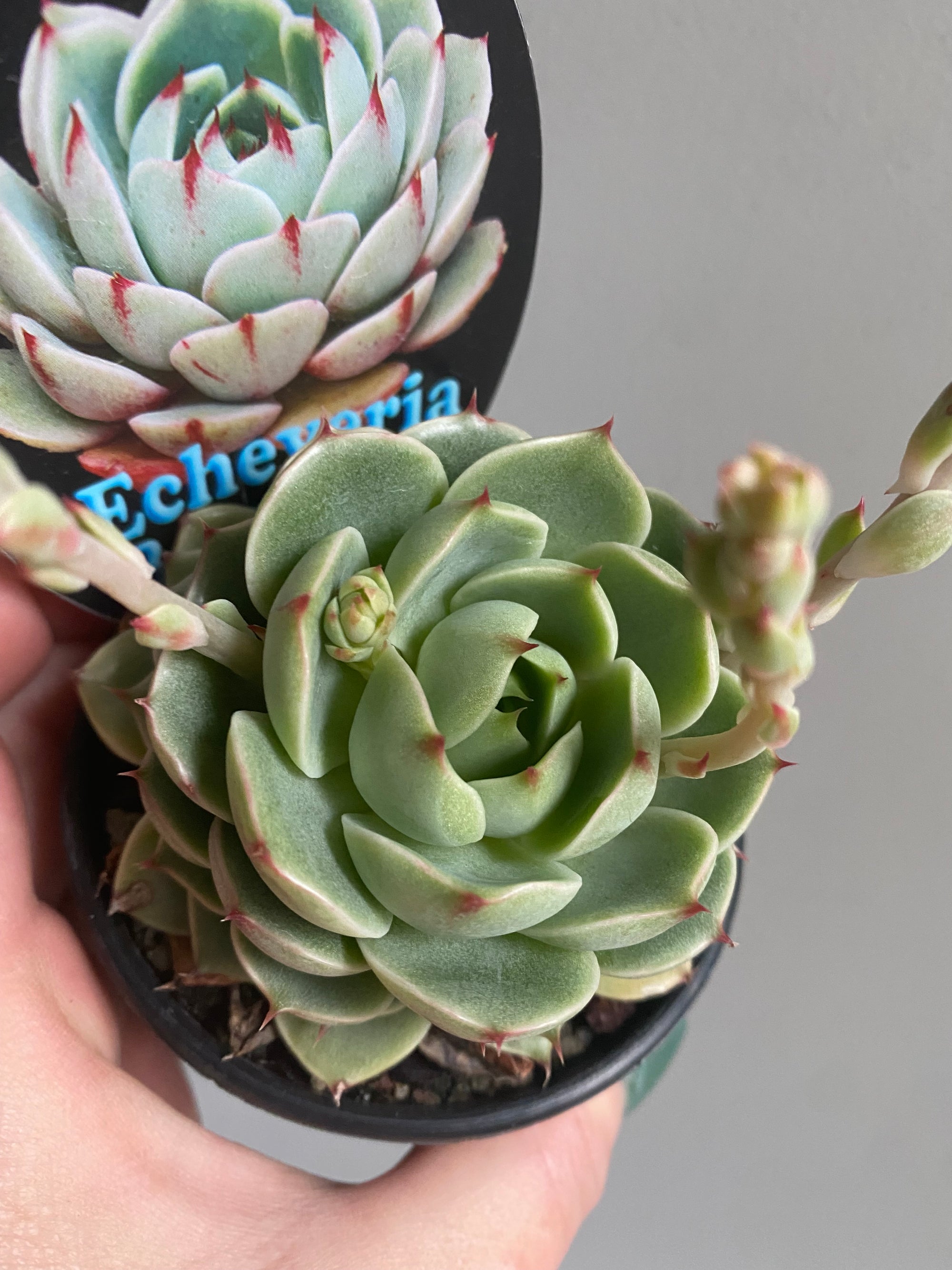 Echeveria cv. 'Ben Badis'