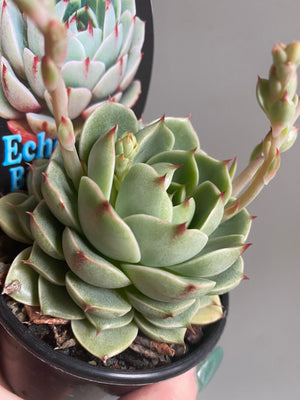 Echeveria cv. 'Ben Badis'