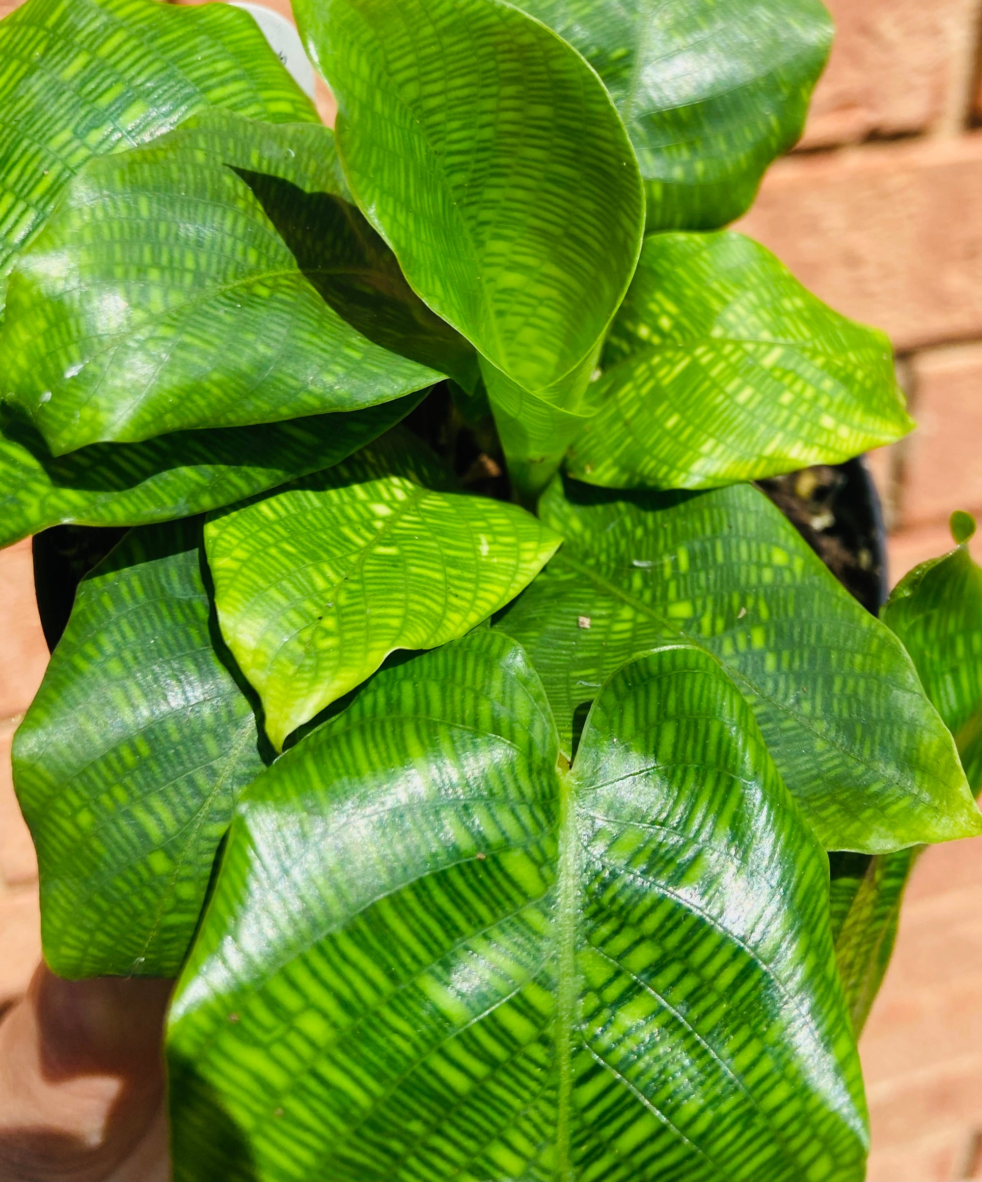 Calathea bella 'Network'