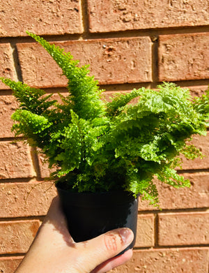 Nephrolepis - Cotton Candy Fern