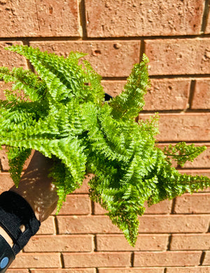 Nephrolepis - Cotton Candy Fern