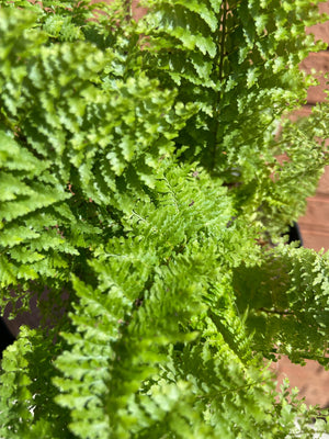 Nephrolepis - Cotton Candy Fern