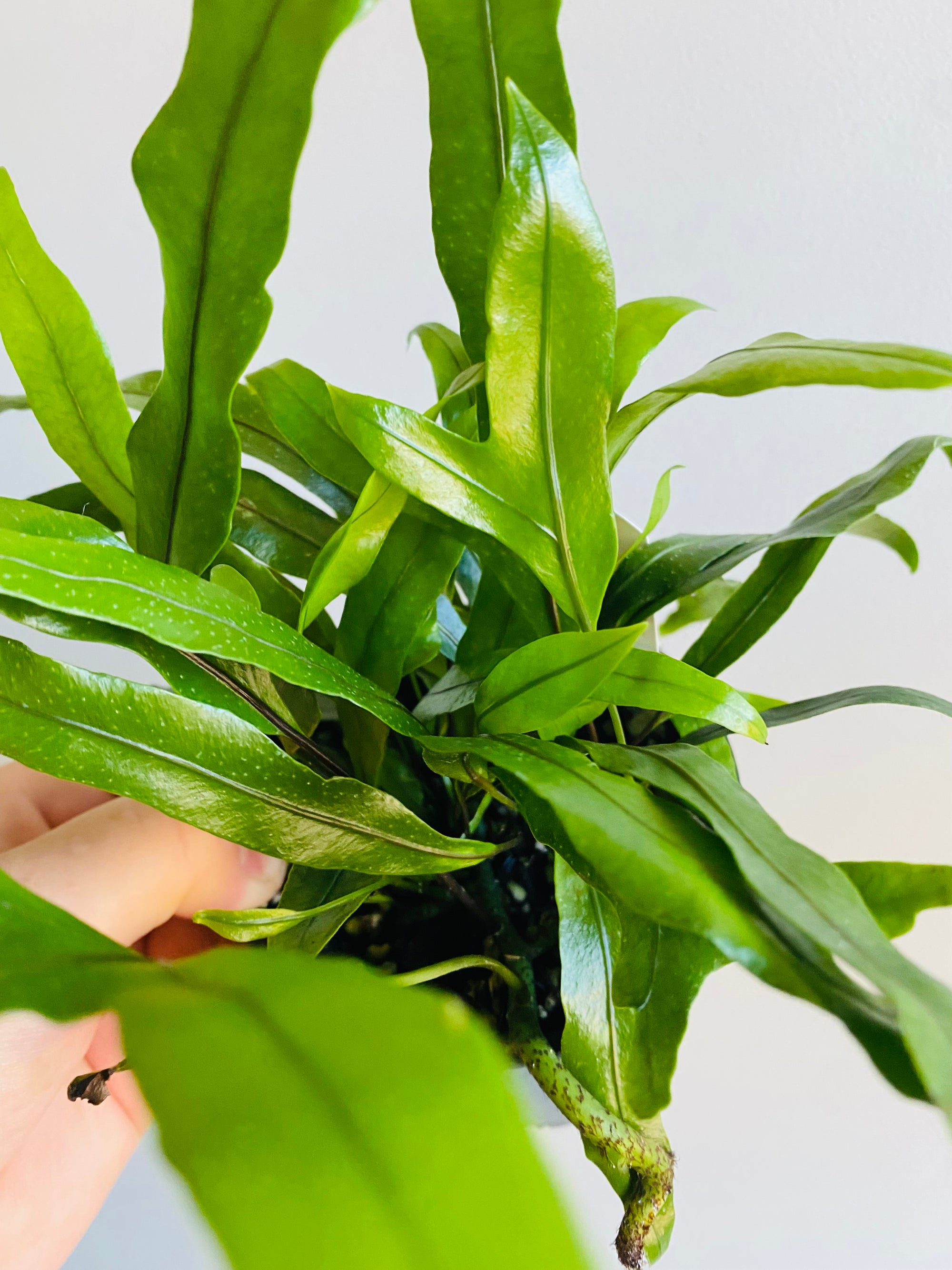 Microsorum diversifolium - Kangaroo Paw Fern