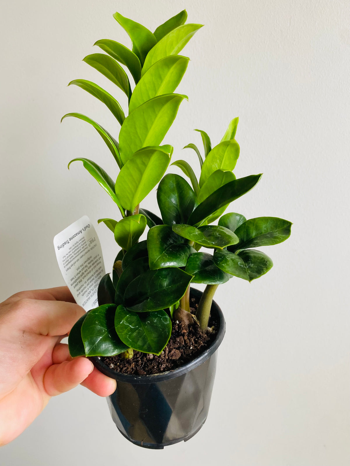 Zamioculcas Zamiifolia - Zanzibar Zenzii - My Jungle Shack