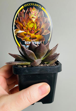 Echeveria cultivar - Black Prince