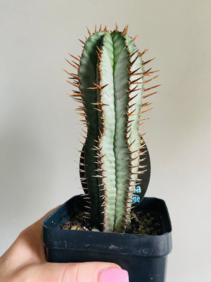 Euphorbia polygona 'Paradisian Blue'