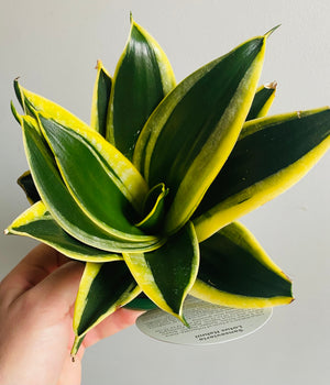 Sansevieria trifasciata - Lotus Hahnii