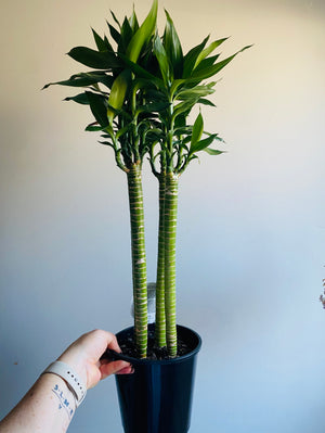 Dracaena cv. Lotus Bamboo