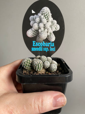 Escobaria sneedii subsp. leei