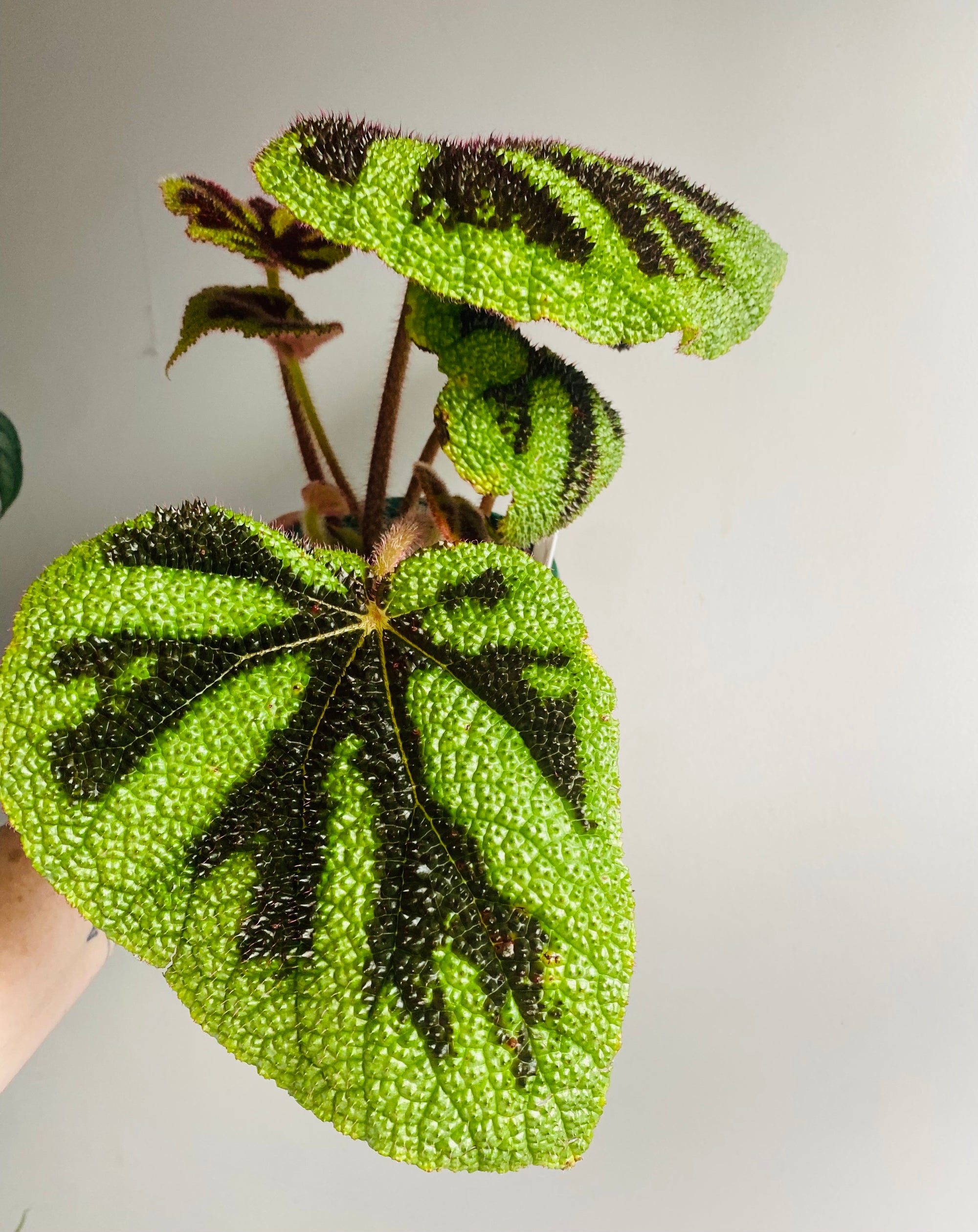 Begonia masoniana - Iron Cross