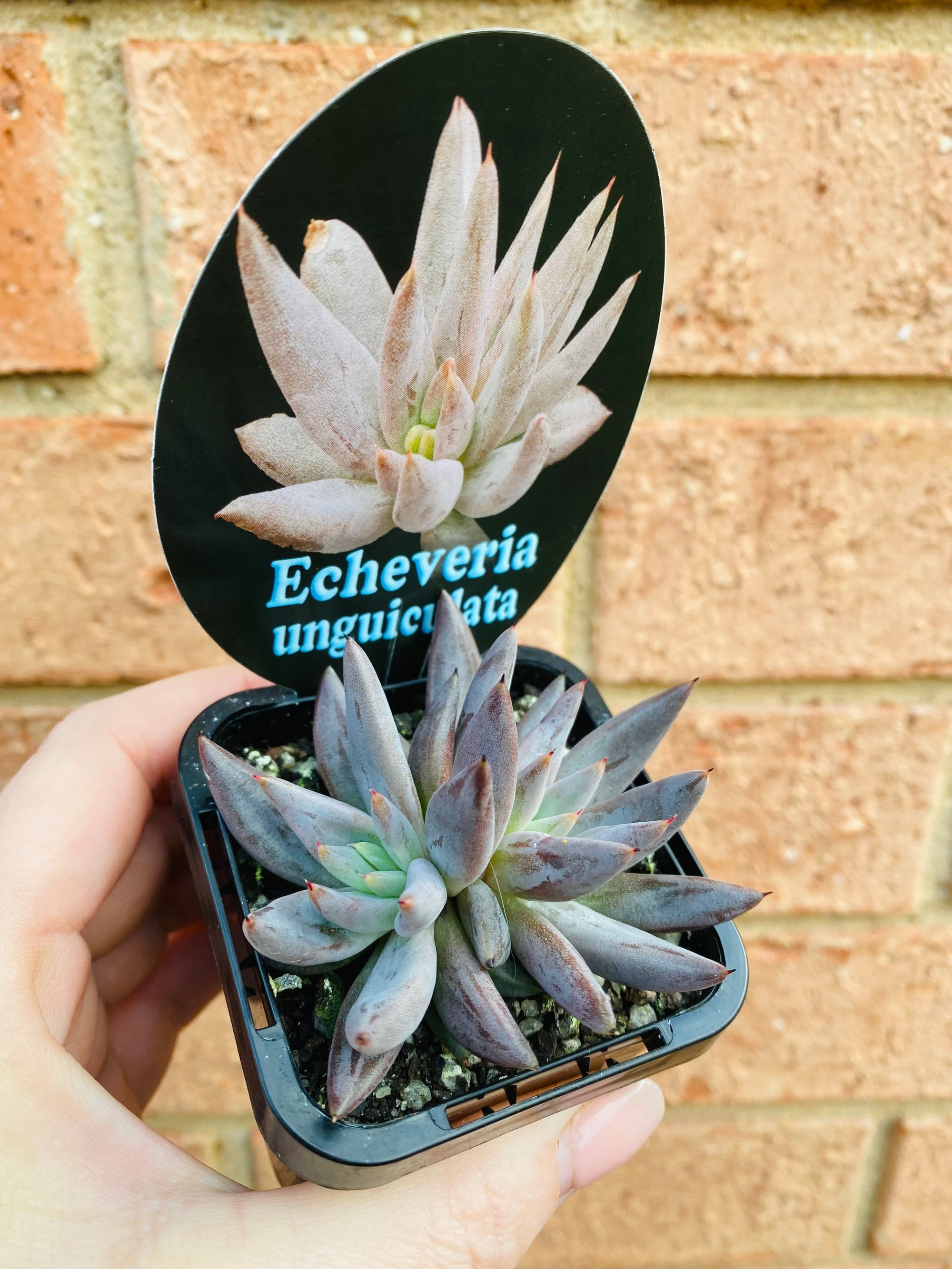 Echeveria unguiculata