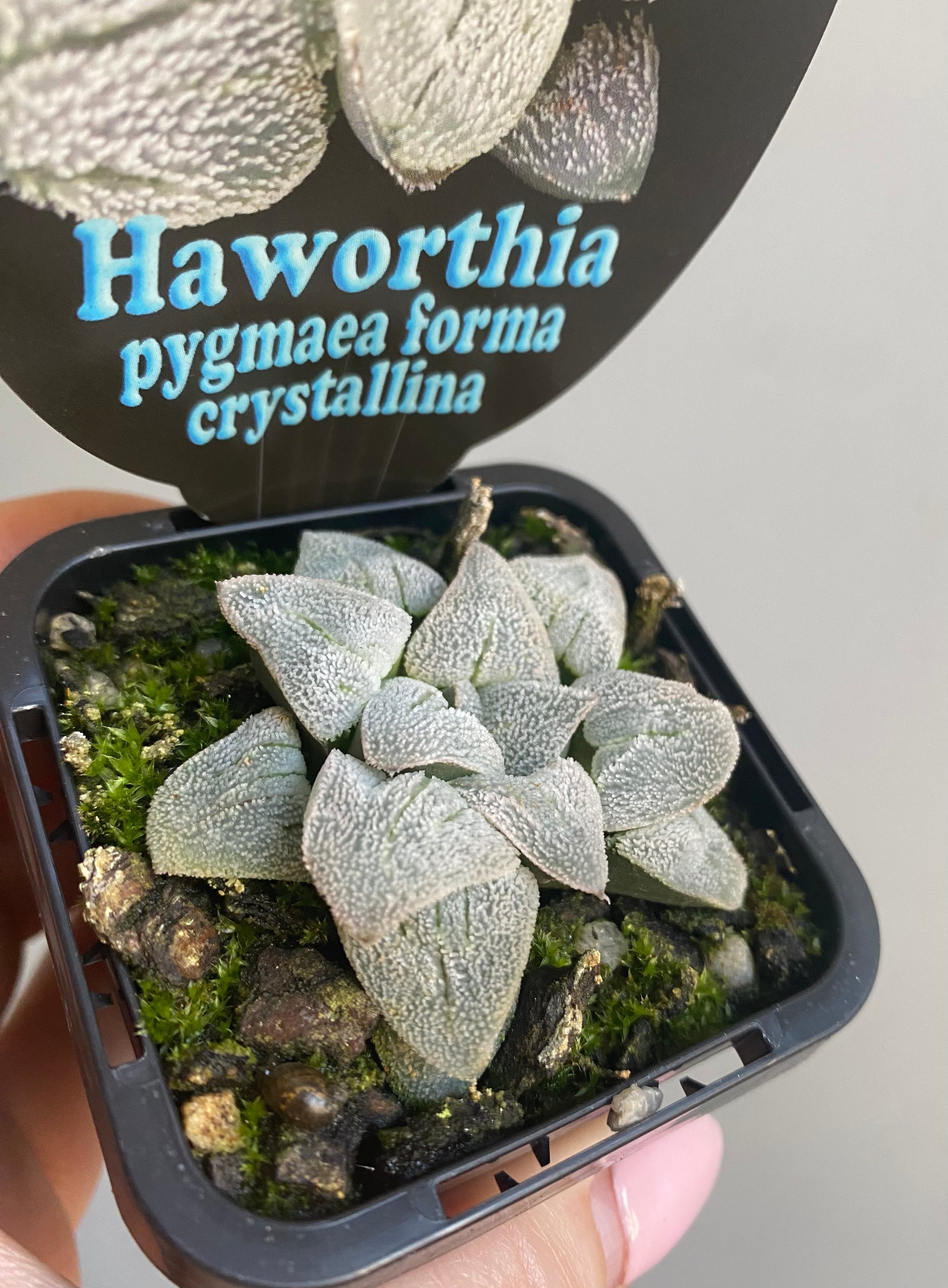 Haworthia pygmaea forma crystallina