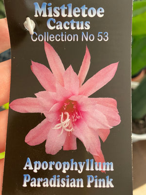 Aporophyllum ‘Paradisian Pink’