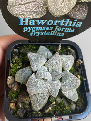 Haworthia pygmaea forma crystallina