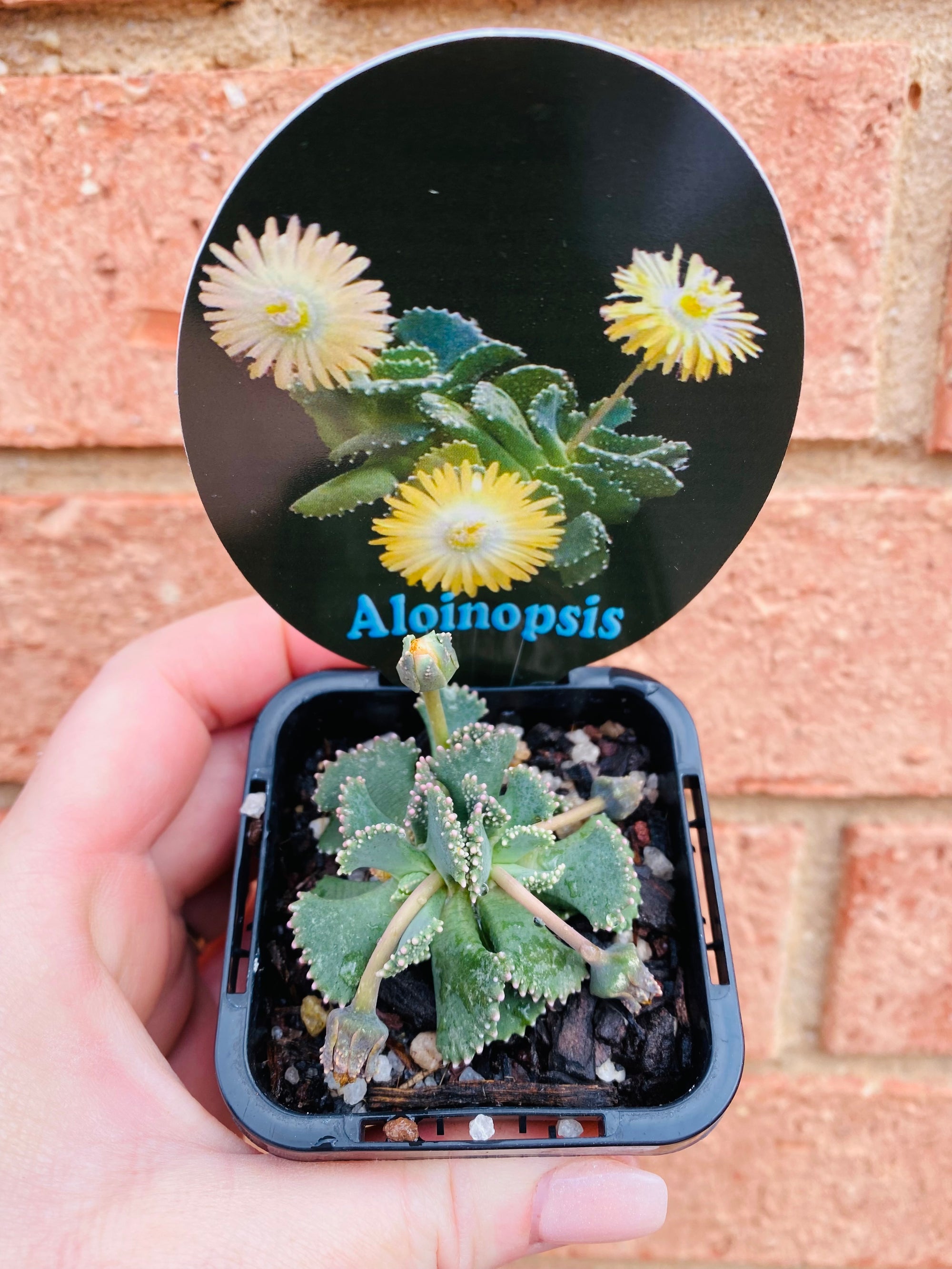 Aloinopsis