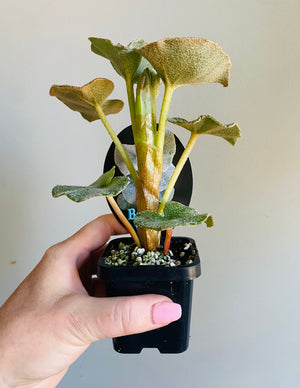 Begonia Venosa