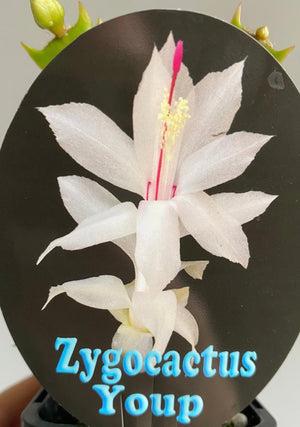 Schlumbergera Zygocactus varieties - 110mm Pot