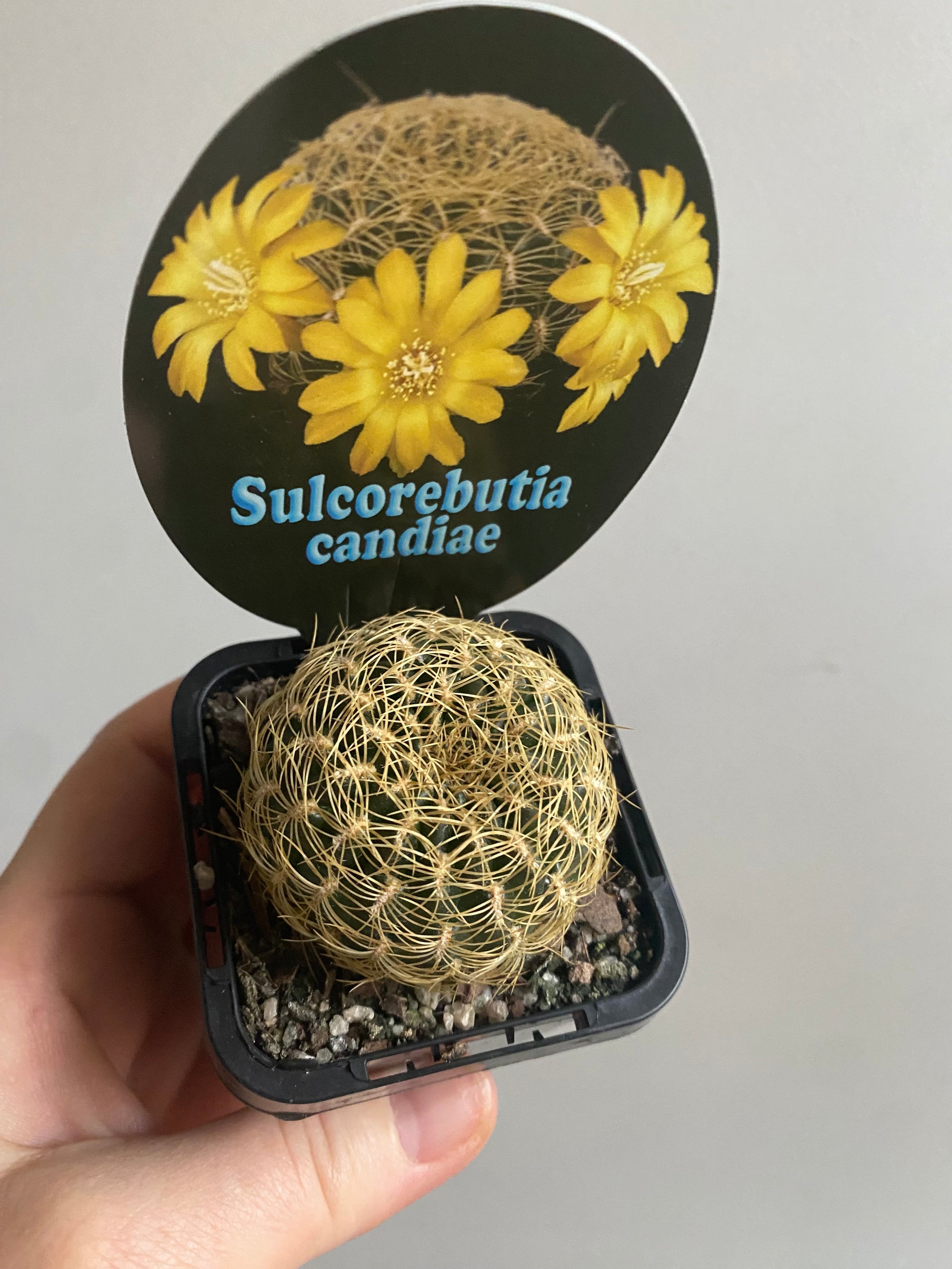 Sulcorebutia candiae