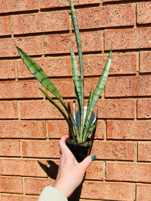 Sansevieria trifasciata -  Silver Princess