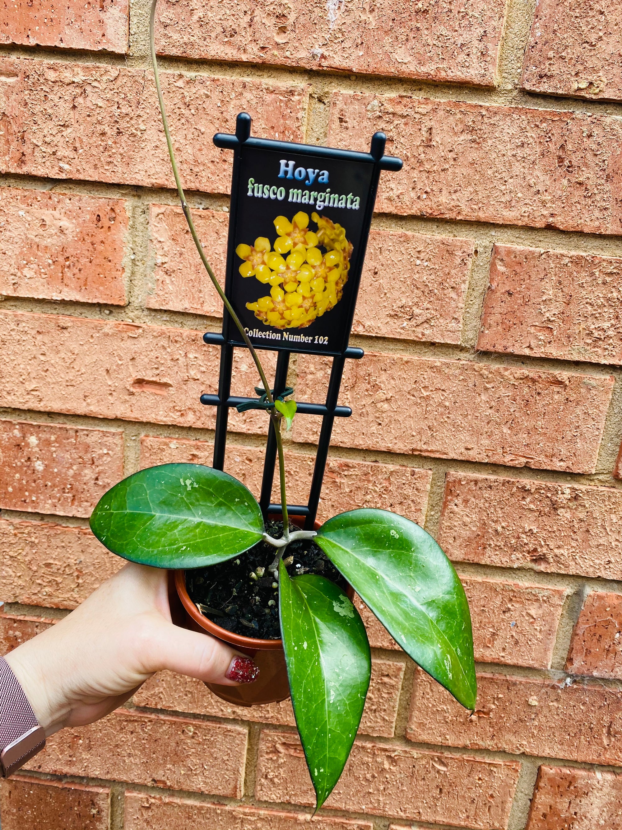 Hoya - Fusco Marginata Collection No. 102