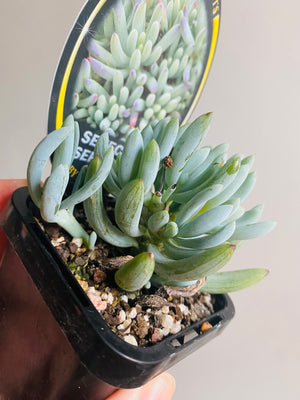 Senecio serpens - Dwarf Chalk Sticks