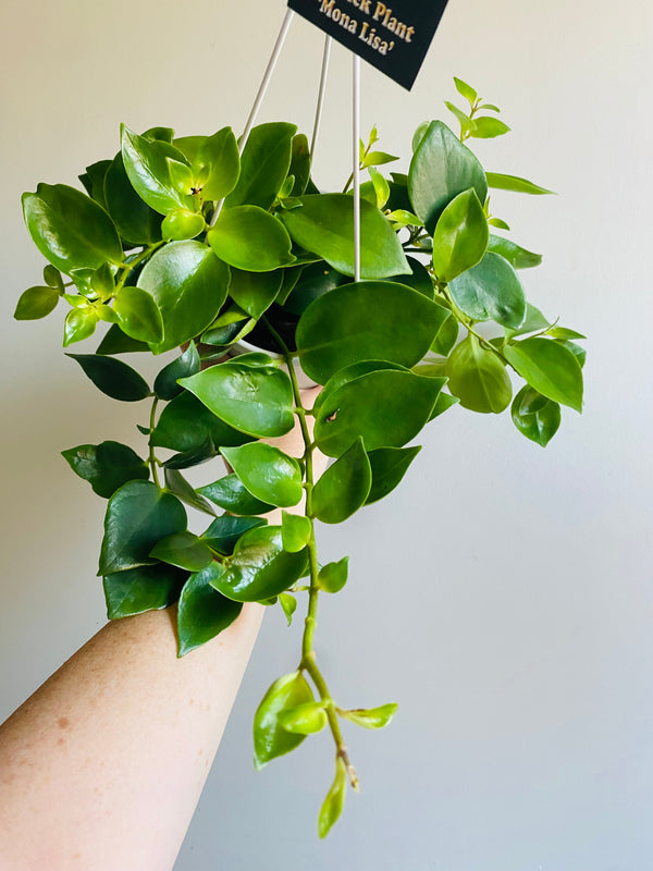 Lipstick Plant - Aeschynanthus obconicus 'Mona Lisa' (New Release) - My ...