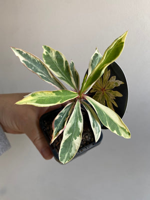 Euphorbia millii 'Variegata'