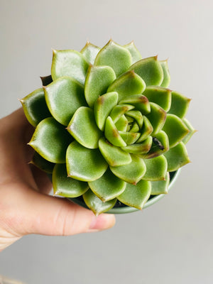 Echeveria 'Black Rose'