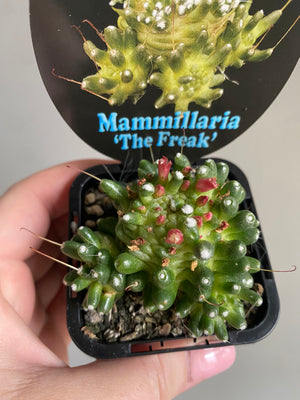 Mammillaria bocasana 'The Freak'