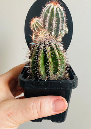 Echinopsis cultivar 'Haku Jo'