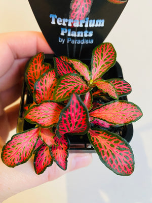 Fittonia - Jungle Flame