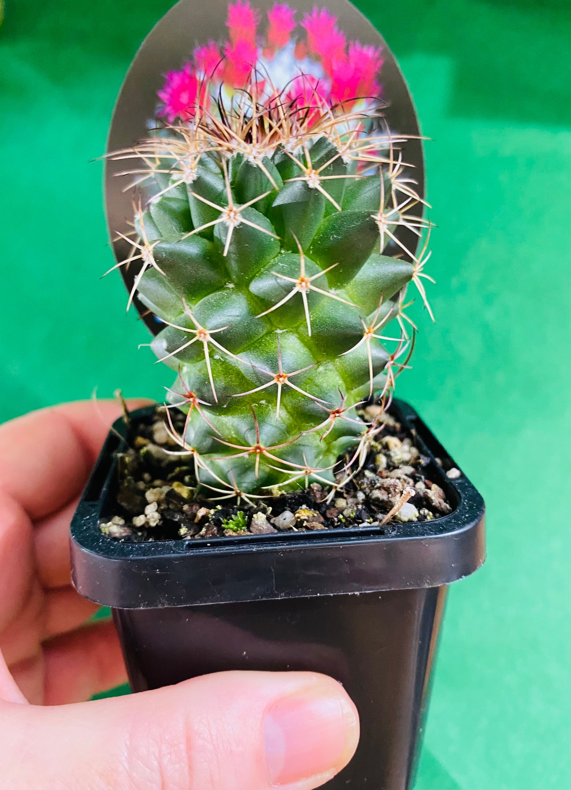 Mammillaria toluca