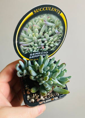 Senecio serpens - Dwarf Chalk Sticks